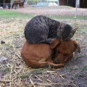 Passioni Stellari canegatto