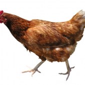 Il POLLO PAUL su Italia-Spagna POLLO PAUL