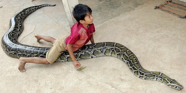 Python ist bester Freund eines kleinen Kambodschaners